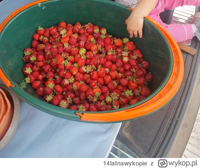 14latnawykopie - fajna promka u rolnika. zbierasz sam #truskawki i za 8kg zapłaciłem ...