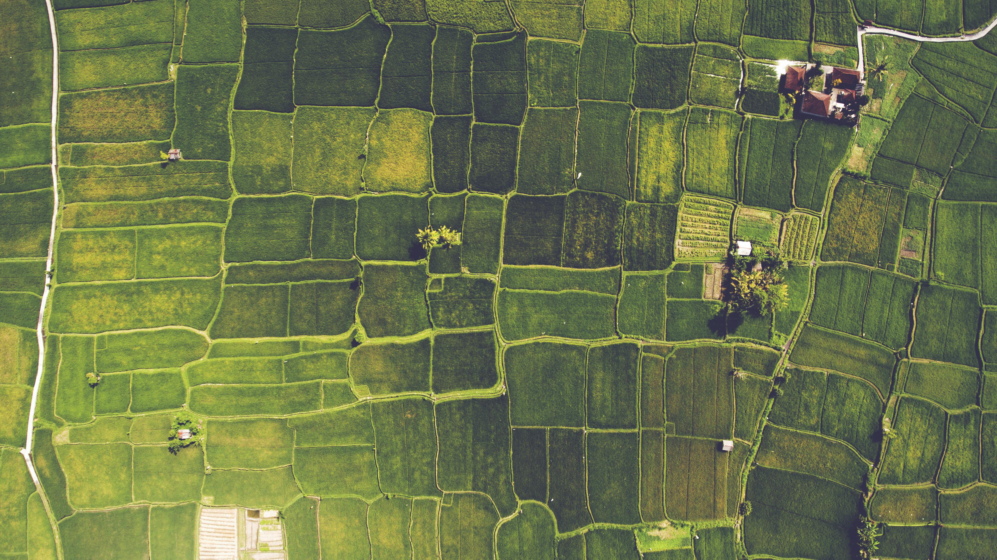 Drone shot of rice paddies