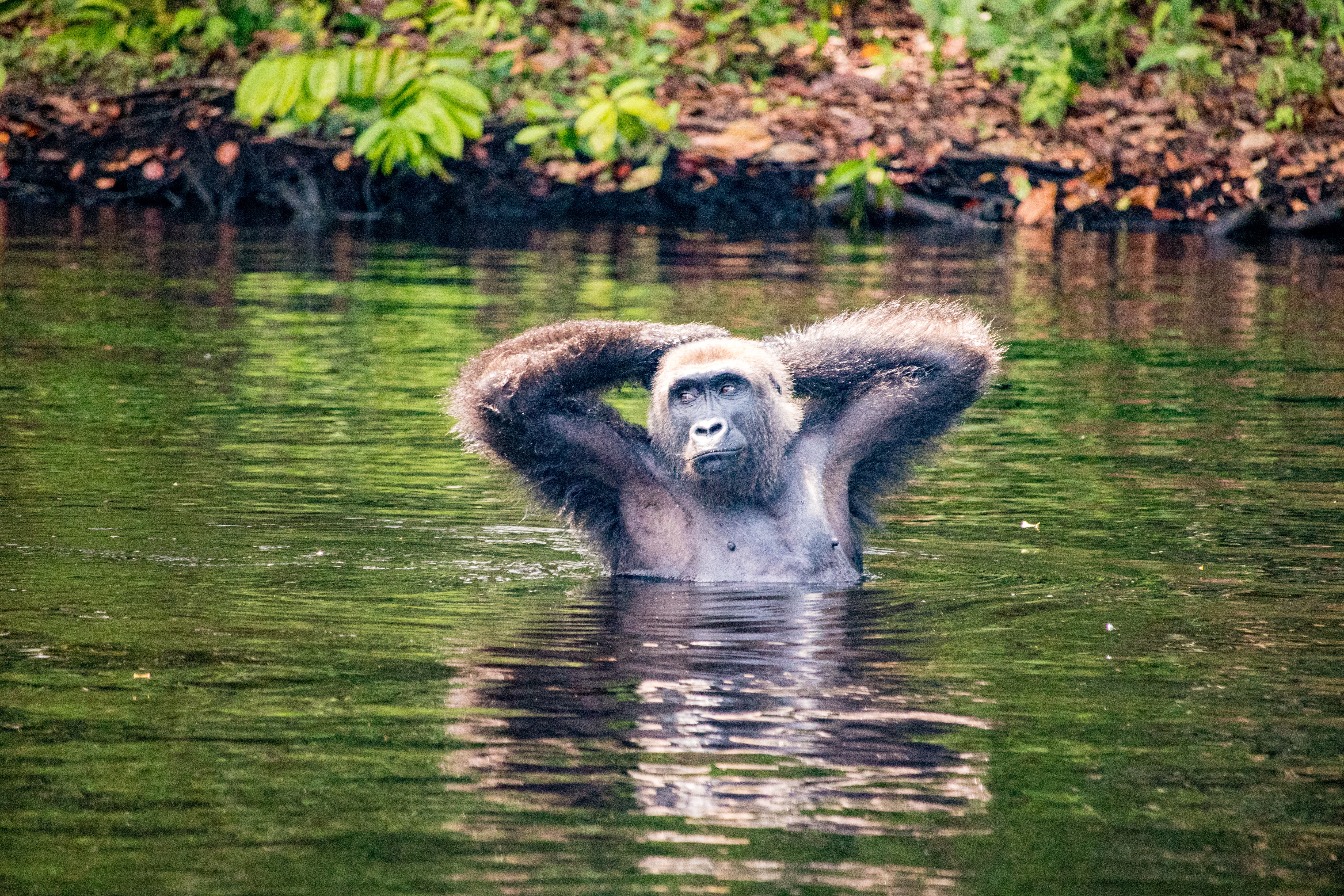 <p>Gorillas waist-deep in the Fernan Vaz Lagoon</p>