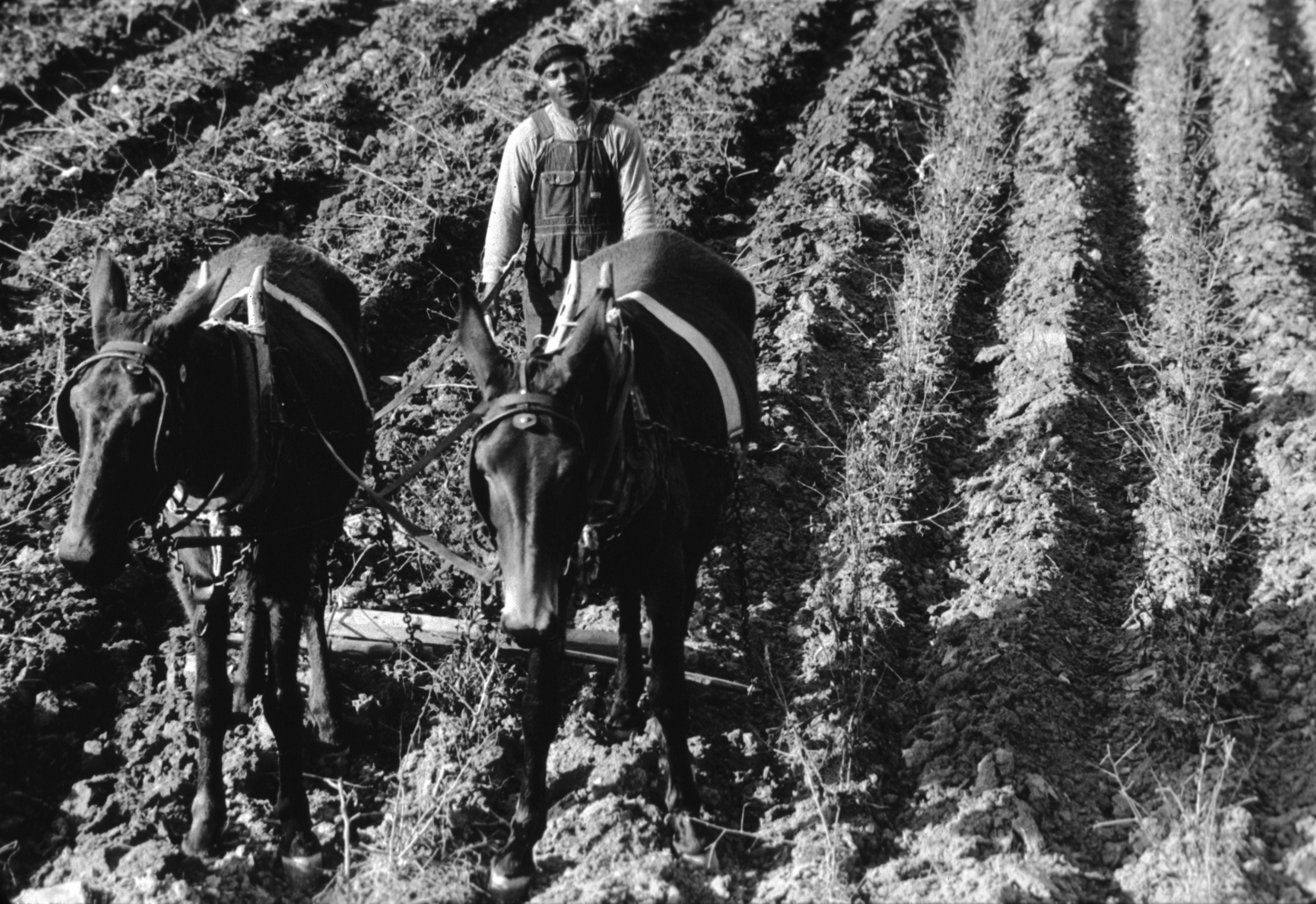 Mule TeamA farmer and a mule team in a field near Tupelo, Mississippi. (Photo by Walker Evans/Getty Images)