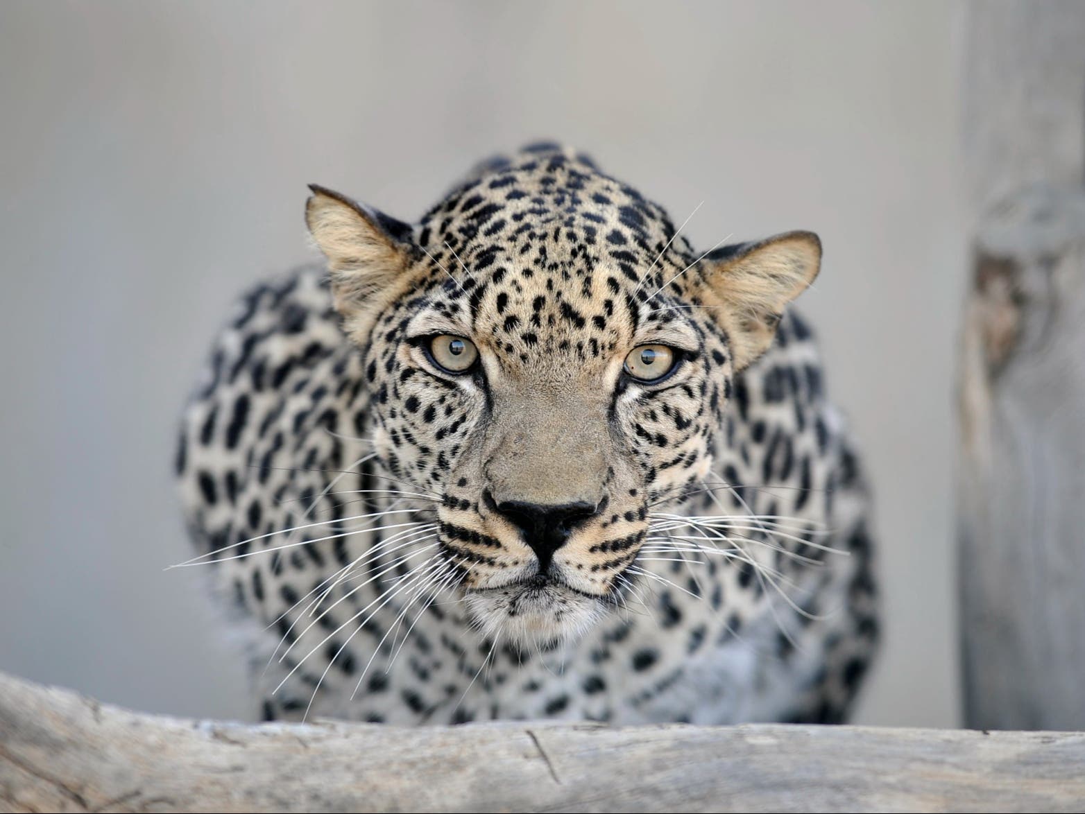 <p>The Arabian leopard is currently endangered but a rewilding initiative is looking to change that</p>
