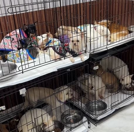 <p>Some of the dogs rescued from the locked house in Bangkok</p>