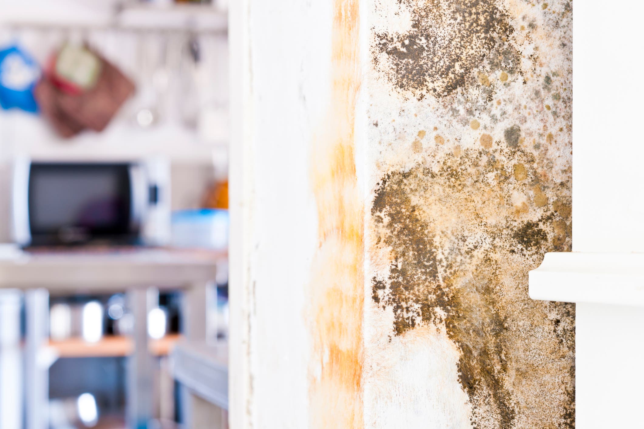 How can we get a refund for a mouldy rental property?