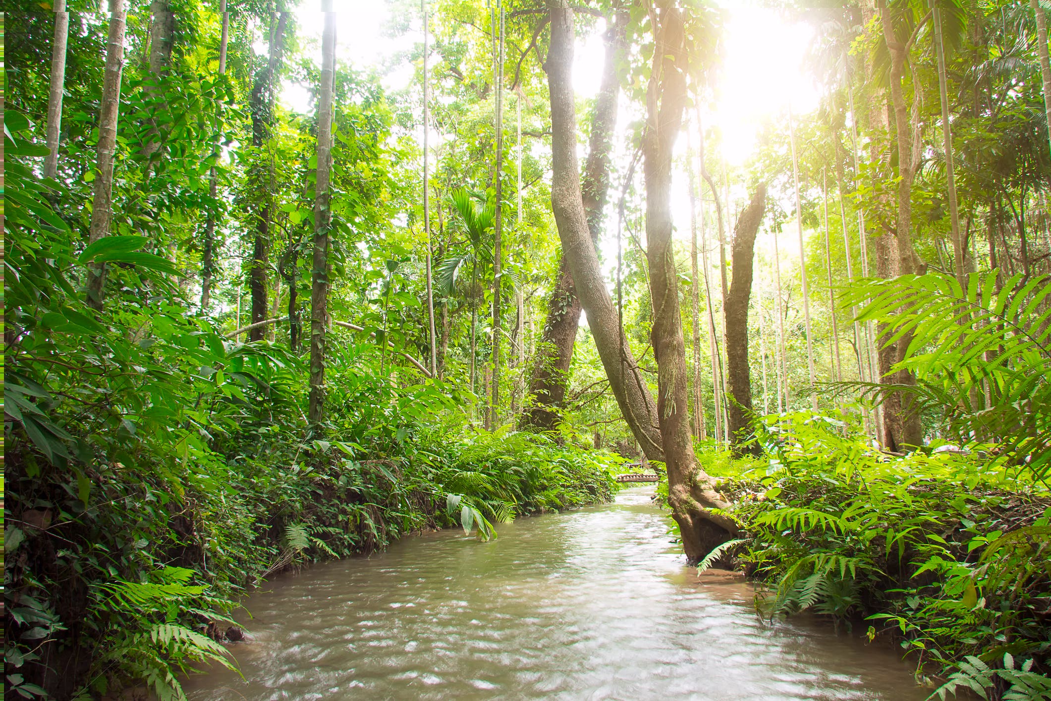 <p>A boy, missing in a forest in Vietnam for five days, miraculously survived  </p>