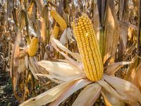 Feed corn ready for harvest after drying in the field, Kings Hill County, Virginia. Agriculture food grain cereal corncob