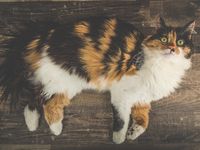 Beautiful adult three colored calico longhair cat