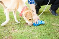 Closeup of the hand of a man picking up some dog poop with a bag while his dog sniffs it. Walk cleanup sniff