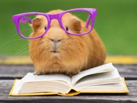 Guinea pig in purple glasses resting on an open book.