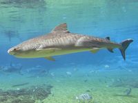 Tiger shark (Galeocerdo cuvieri).