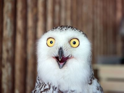 A snowy owl (Bubo scandiacus) looking surprised, wooden background. Surprised, gobsmacked