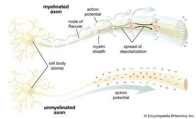 neuron; conduction of the action potential