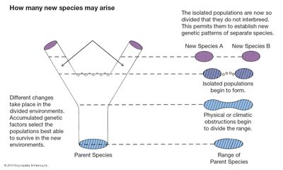 evolution: new species