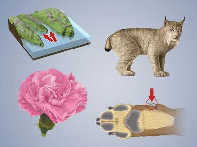 Name that Thing - Nature, composite image: carnation, dewclaw, fjords, lynx