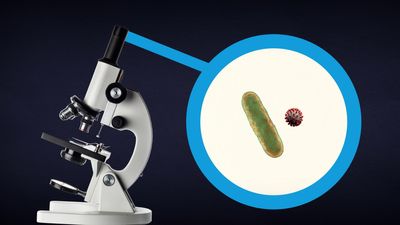 The difference between bacteria and viruses