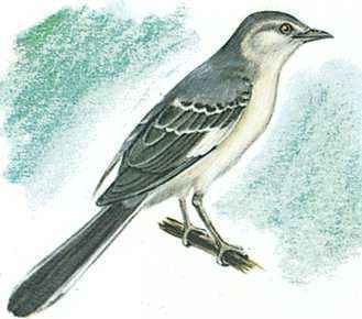 The mockingbird is the state bird of Tennessee.