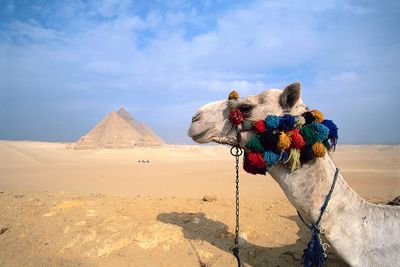 camel; Pyramids of Giza