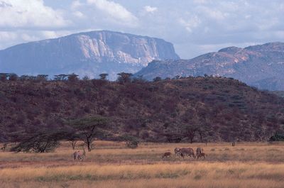 Escarpments of the Great Rift Valley rising above the plain north of Samburu Game Preserve, central Kenya. Beisa oryxes graze in the foreground.