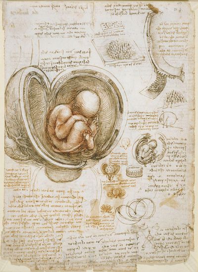 Leonardo da Vinci: pen-and-ink studies of human fetus