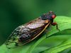 Periodical Cicada, Adult, Magicicada spp. Requires 17 years to complete development. Nymph splits its skin, and transforms into an adult. Feeds on sap of tree roots. Northern Illinois Brood. This brood is the largest emergence of cicadas anywhere