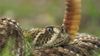 Behold the rattlesnake's rattle, thought to be a warning device to other organisms