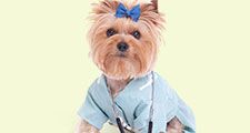 A Yorkshire terrier dressed up as a veterinarian or doctor on a white background. (dogs)
