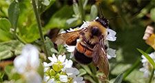 Rusty patched bumble bee (Bombus affinis) photographed in the Midwest in 2017. endangered species insect pollination