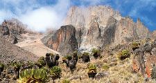 Mount Kenya in Mount Kenya National Park is the highest mountain in Africa. UNESCO World Heritage Site. Giant Lobelia in foreground.  (Mt. Kenya; Mt. Kenya National Park;  mountains; rugged mountain; African geography, African landscape, stratovolcano)