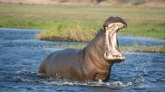 angry hippo attacks boat of people in Africa