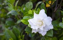 Composted soil and wood chip mulch are very important for gardenias -- fertilizer alone is not ...