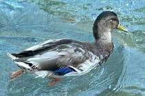 A mallard is seen swimming in the water in front of The Mirage in Las Vegas in this undated pho ...