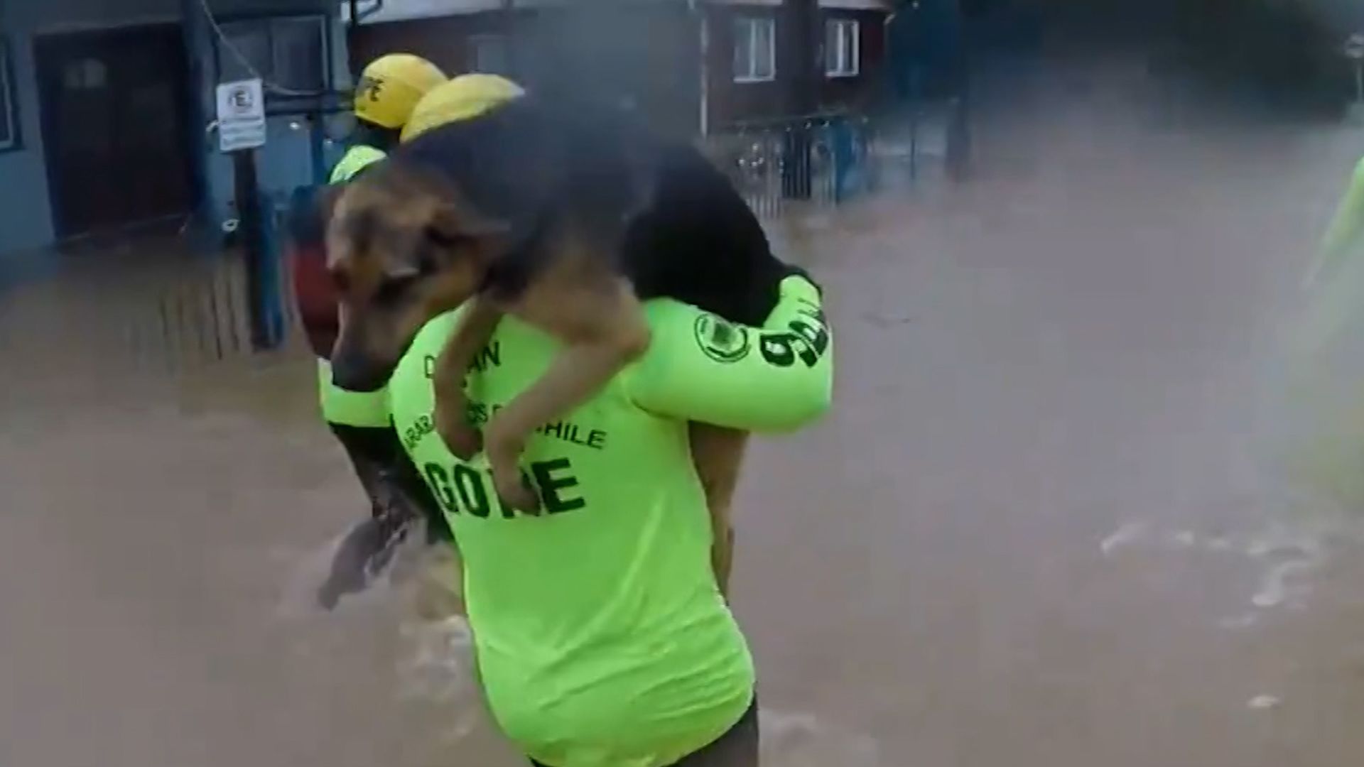 Carabineros de Chile rescatan a un perro en medio de las fuertes inundaciones