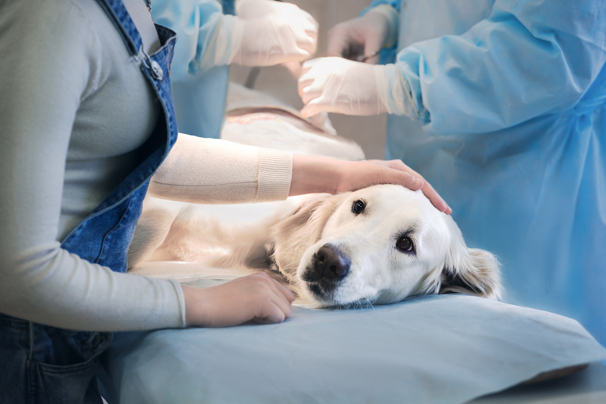 The mysterious illness that has sickened and killed dozens of dogs has been reported by state officials as canine parvovirus.