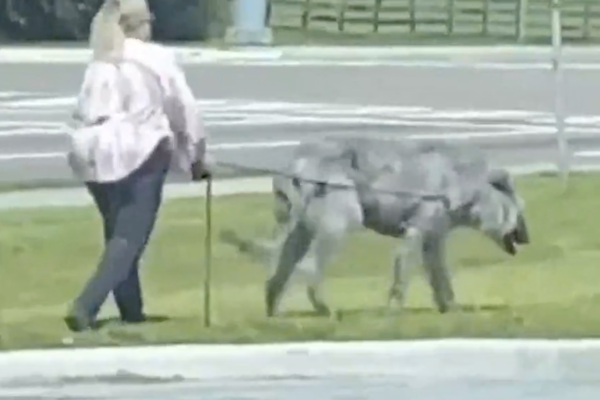woman walking giant dog
