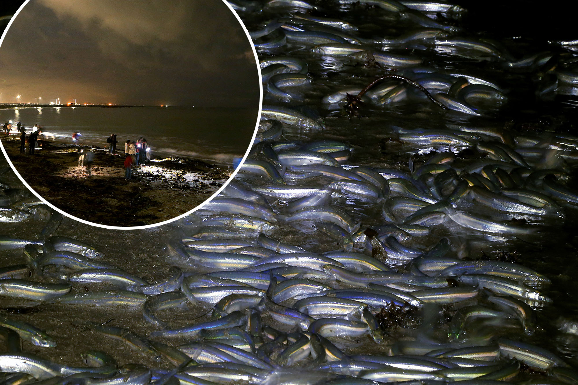 Like sex-crazed Swallows returning to Capistrano, millions of fish have called grunions descended upon California beaches to throw their annual orgy under the full moon.
