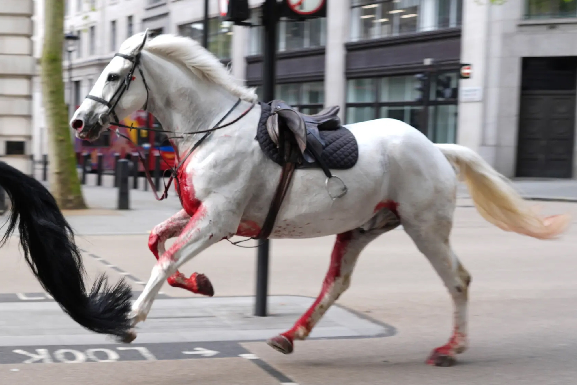 At least five rogue Household Cavalry horses were spotted charging through the heart of the UK capital.
