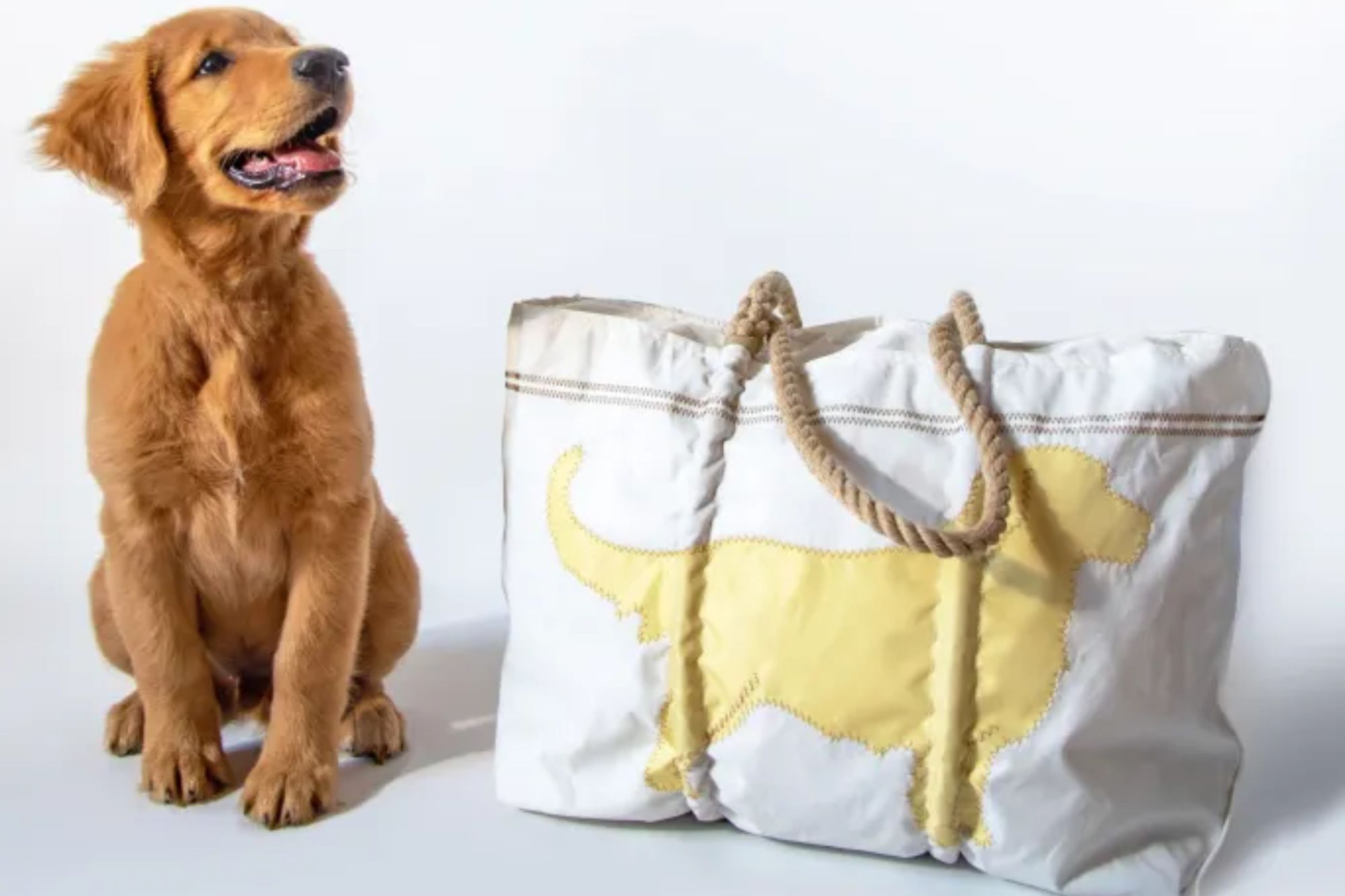 A dog sitting next to a bag