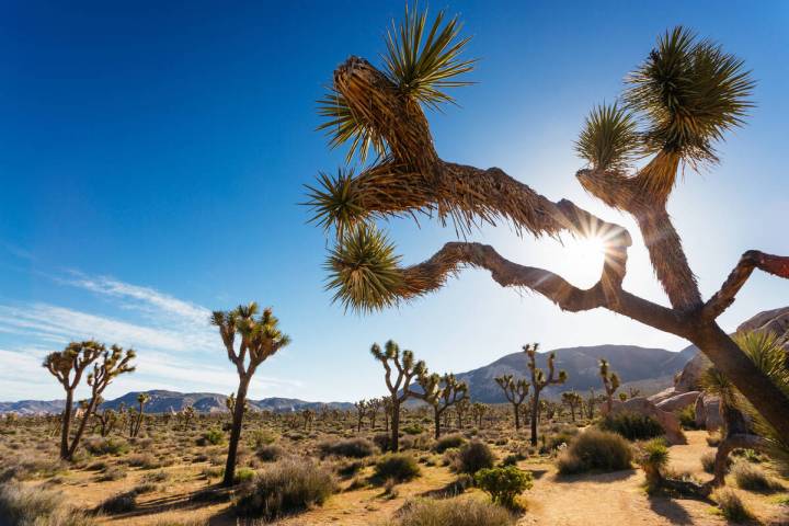 Sun shines from behind a joshua tree in Joshua Tree National Park. (Deborah Wall)