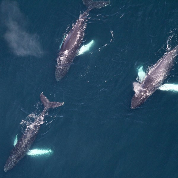 This image provided by NOAA, shows three humpback whales visiting the waters off New England on May 25, 2024. Scientists say a large number of whales is visiting the waters off New England, and the group includes an unusually high number of an endangered species. (NOAA via AP)