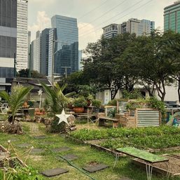 An edible garden grows in BGC