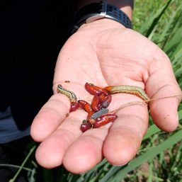 Farmers plead for aid as armyworms invade Himamaylan cornfields