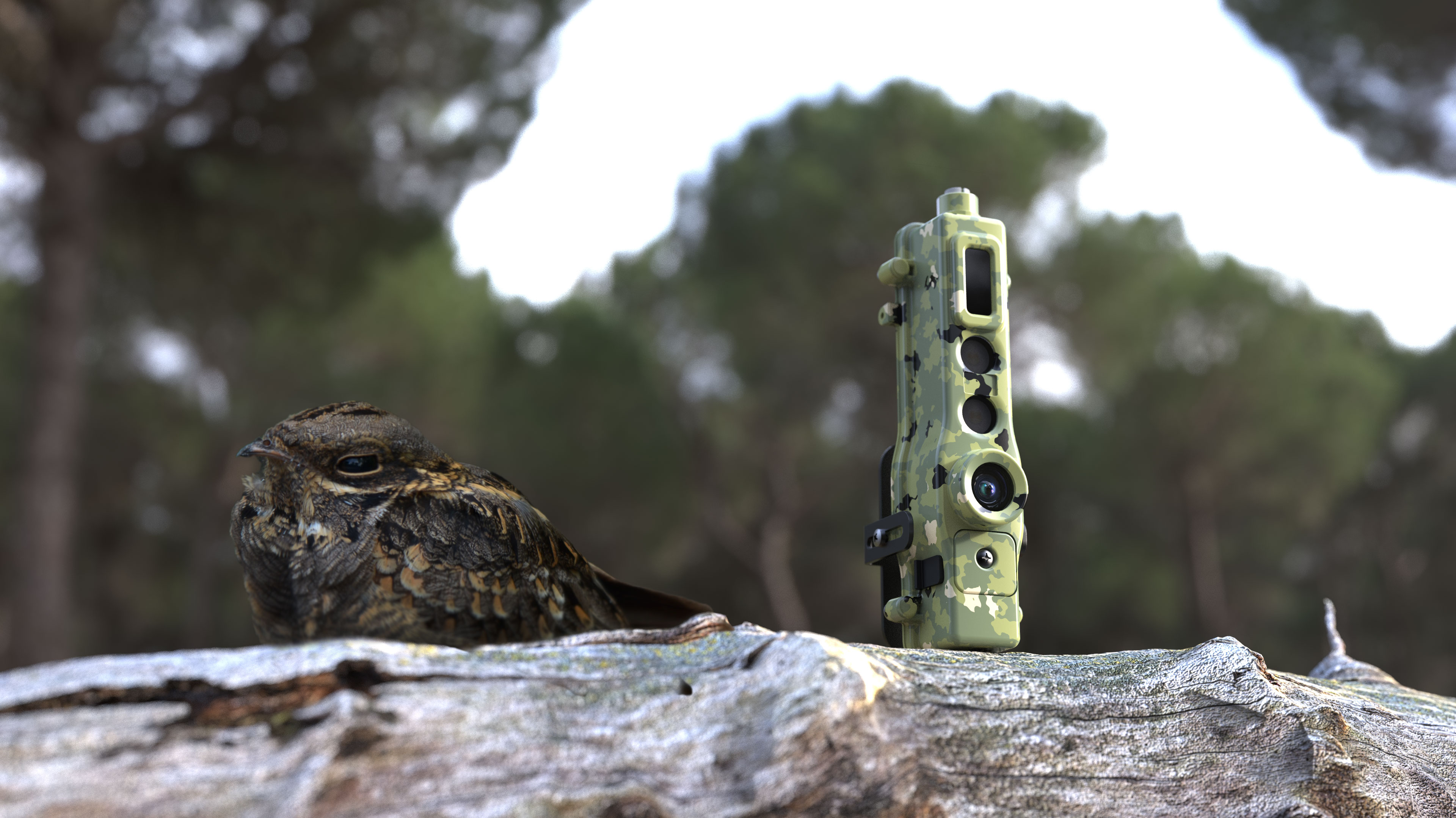 TrailGuard AI—a compact, AI-embedded camera-alert system manufactured by Nightjar—and the namesake bird (not shown to scale).