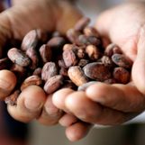 Hey, chocolate lovers! New study traces complex origins of cacao