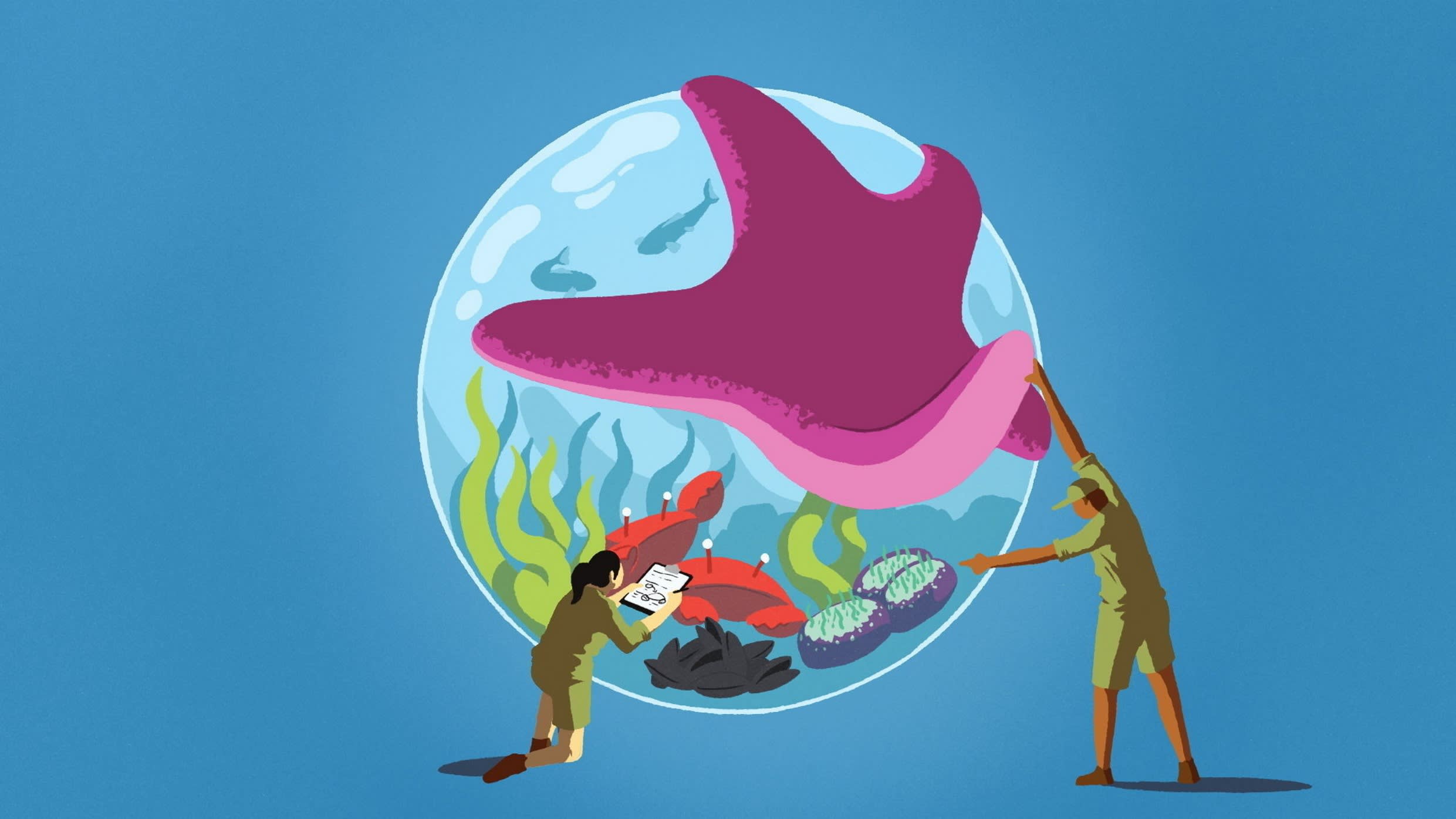 Andy Carter illustration of two conservationists looking into a habitat ‘orb’, with a large starfish clinging on to show the large impact it has. However, the conservationists are peeling back one of it’s legs and looking instead at the overall habitat as well.