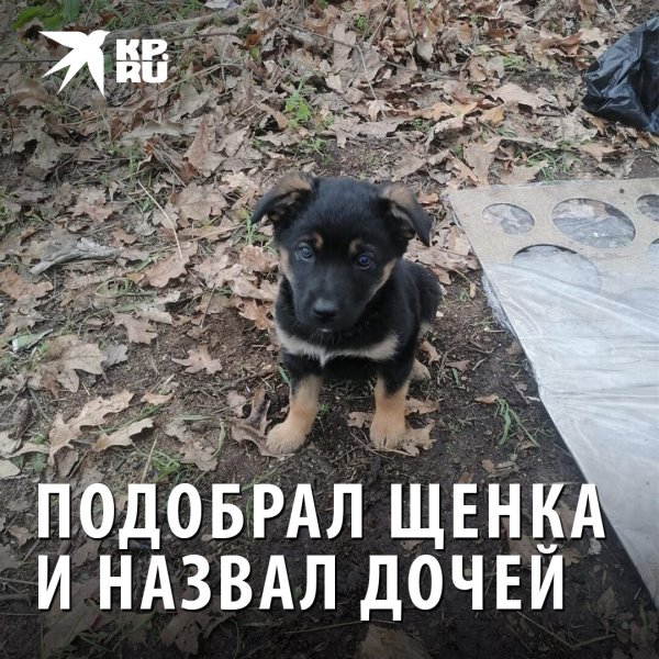 Собака погибшего бойца СВО из Бурятии
