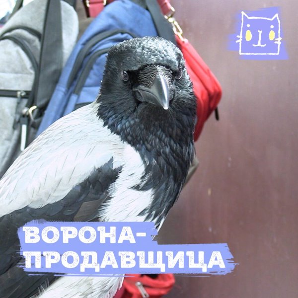 В Перми уличная ворона помогает женщине торговать на рынке