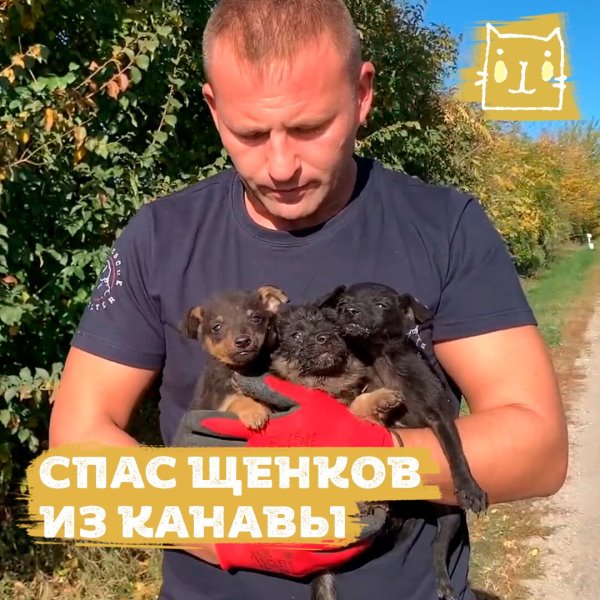 Мужчина из Сербии спас беззащитных щенков