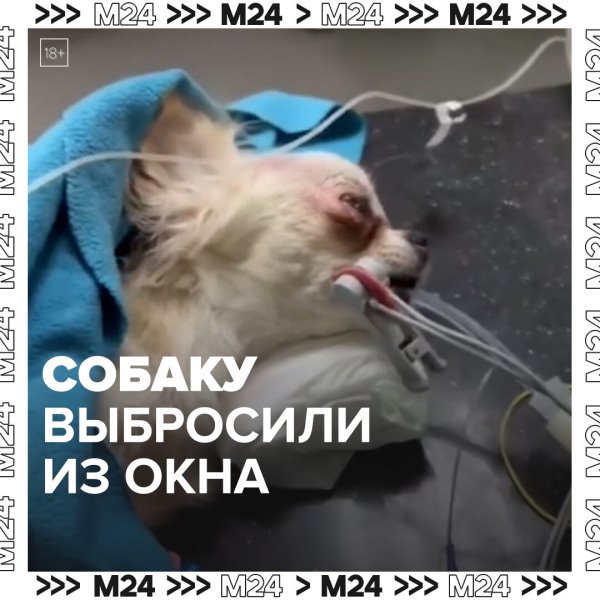 Собаку выбросили из окна пятого этажа в Новокосине — Москва ...