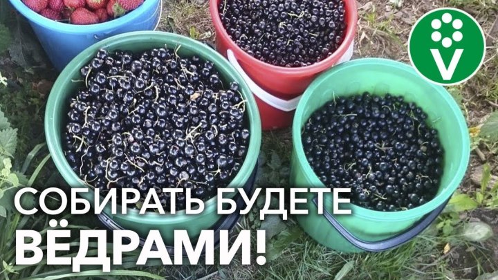 КАЛЕНДАРЬ УХОДА ЗА СМОРОДИНОЙ_ от А до Я. ПОЛНОЕ РУКОВОДСТВО...