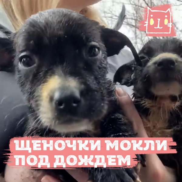 Спасли крошечных щенков с улицы