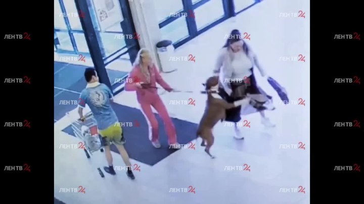 Нападение бойцовской собаки на петербурженку попало на видео
